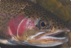 rainbow trout head